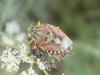 Carpocoris pudicus